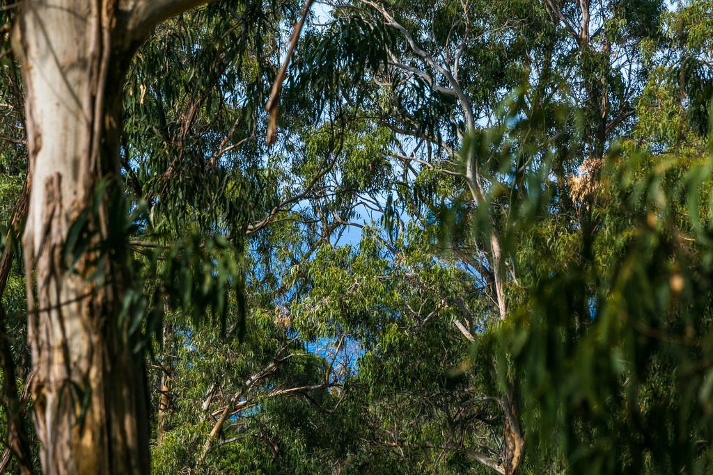 2 Ferny Grove, Kennett River, VIC, Kennett River - Thumbnail 5