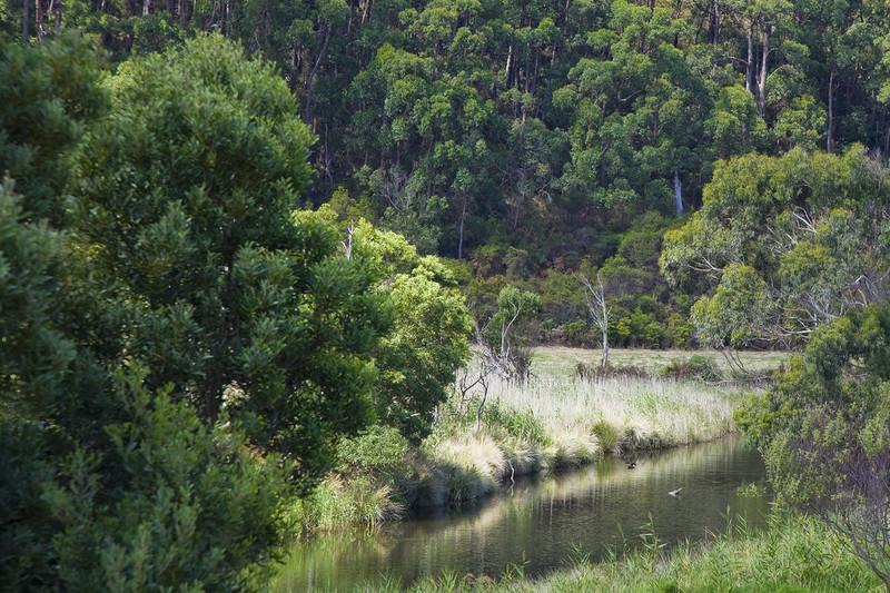 10 Joseph Court, Kennett River, VIC, Kennett River - Thumbnail 4
