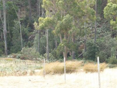 37 Roope Road, LOWER BARRINGTON, Lower Barrington - Thumbnail 4