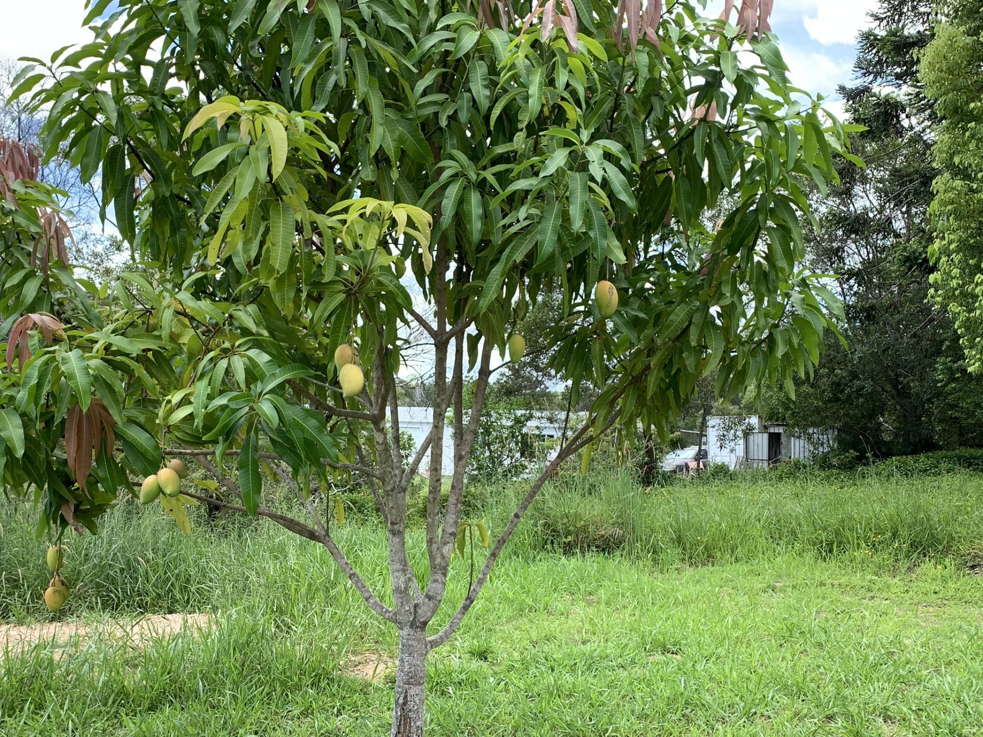 148 Wappa Falls Road Yandina QLD, Yandina - Thumbnail 6