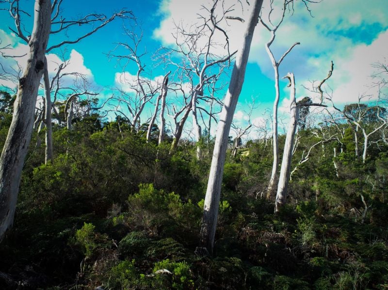 7 Otway Park Cape Otway VIC, Cape Otway - Thumbnail 5