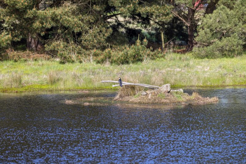 1390 Birregurra-Deans Marsh Road, Deans Marsh, VIC, Deans Marsh - Thumbnail 4