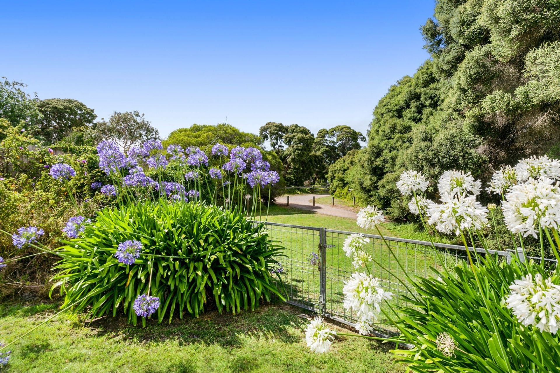 12 Tremont Court Barwon Heads VIC, Barwon Heads - Thumbnail 5