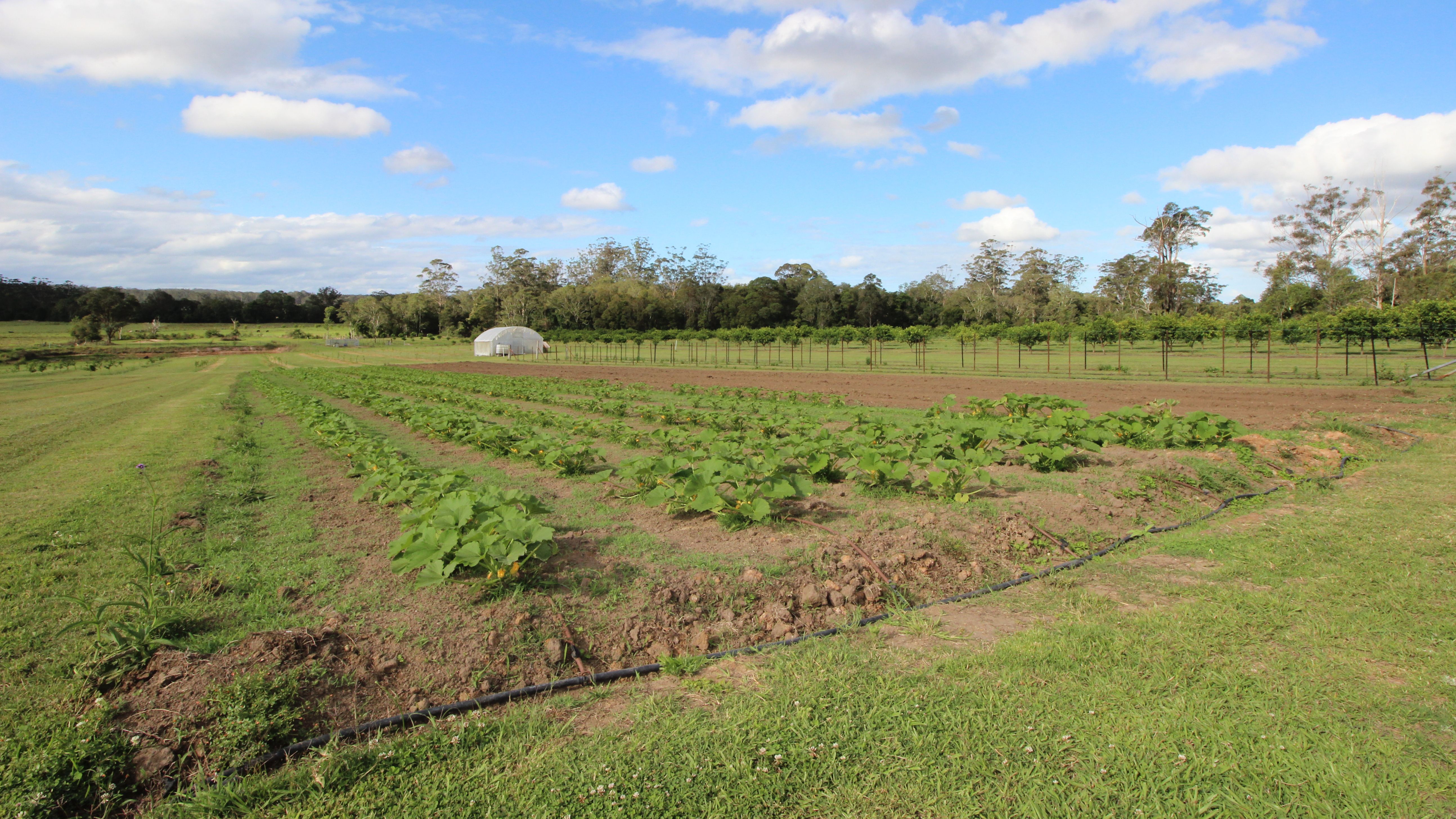 1252 Collombatti Rd, COLLOMBATTI NSW 2440