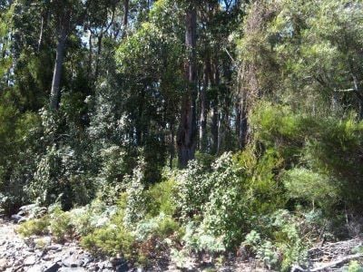 Lot 1 Olivers Road, WEST ULVERSTONE, West Ulverstone - Thumbnail 3