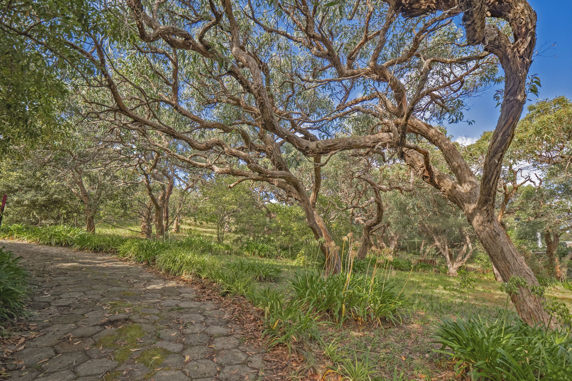 12 Yarringa Road, Fairhaven - Thumbnail 4