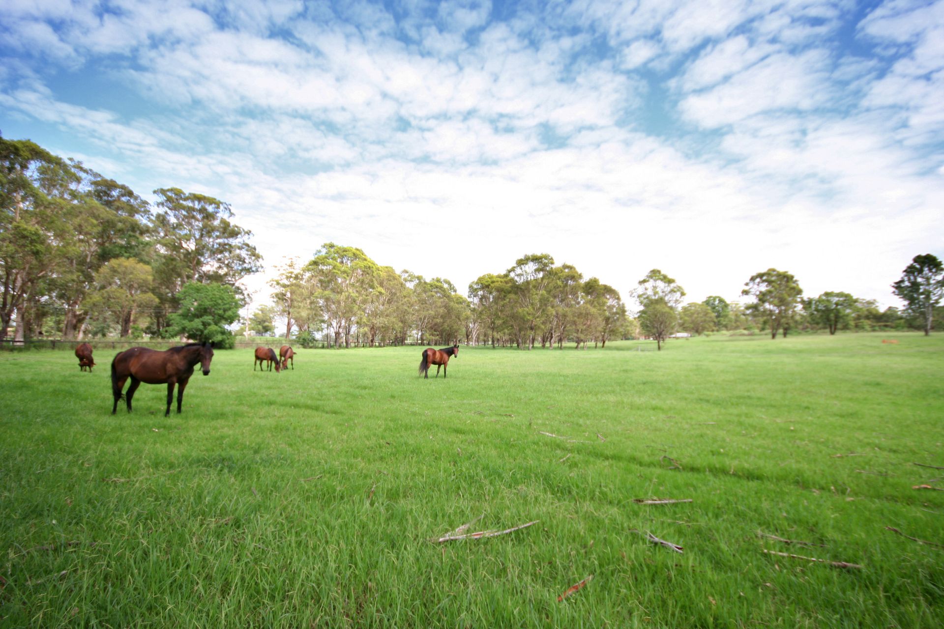 152 King Road, Wilberforce - Thumbnail 4