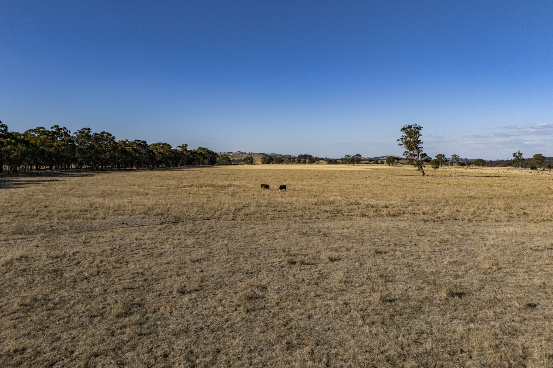 Create Your Rural Escape! 100 acres of land to build your dream home.