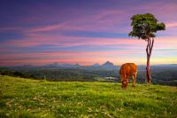 47/ Cudgerie Street, Maleny, Maleny - Thumbnail 2