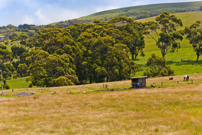 83 Costin Street, Apollo Bay, VIC, Apollo Bay - Thumbnail 8
