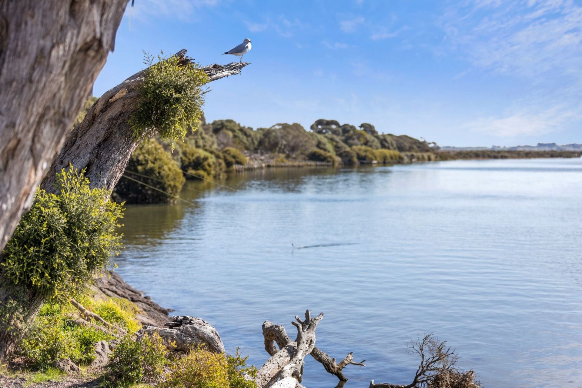 7 Eddystone Court Barwon Heads VIC, Barwon Heads - Thumbnail 6