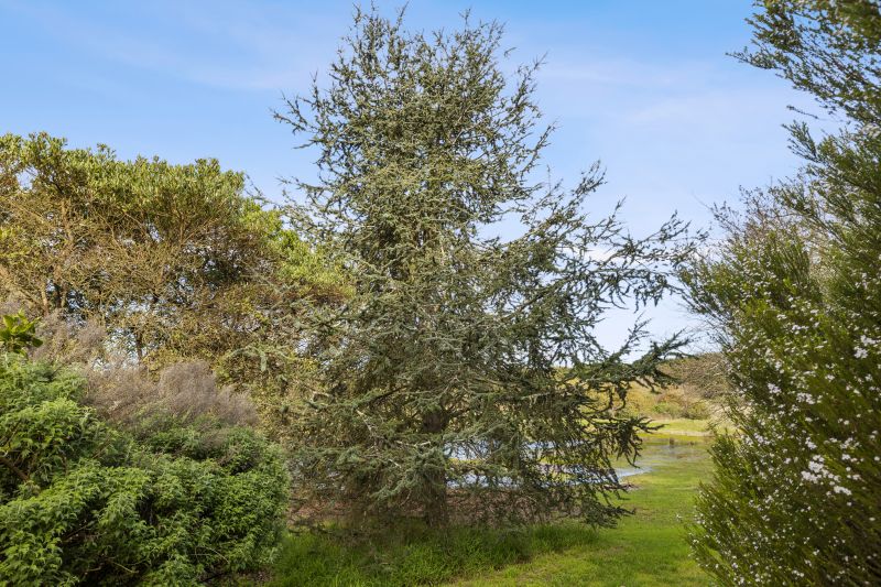 1390 Birregurra-Deans Marsh Road, Deans Marsh, VIC, Deans Marsh - Thumbnail 6