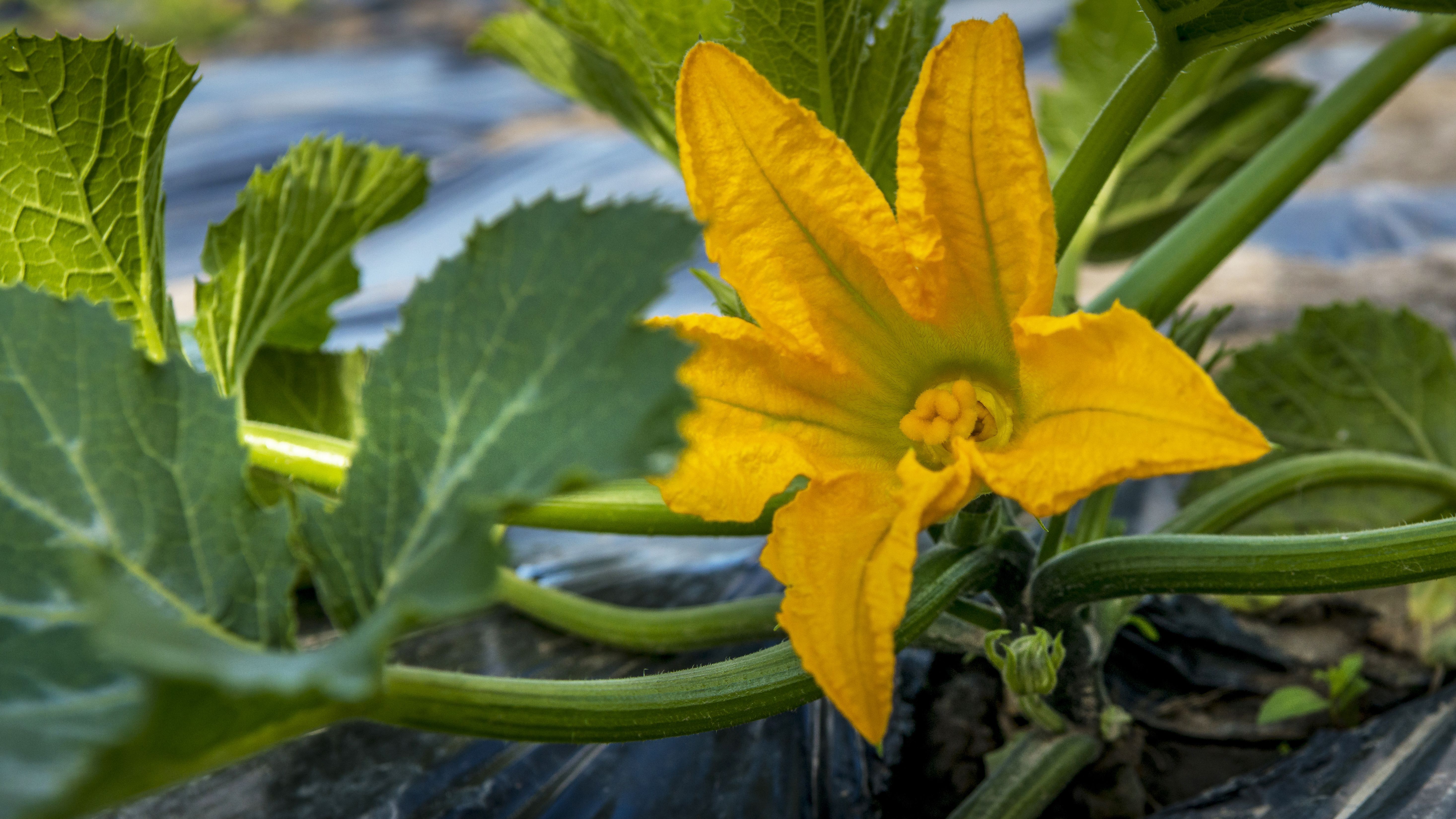 1252 Collombatti Rd, COLLOMBATTI NSW 2440