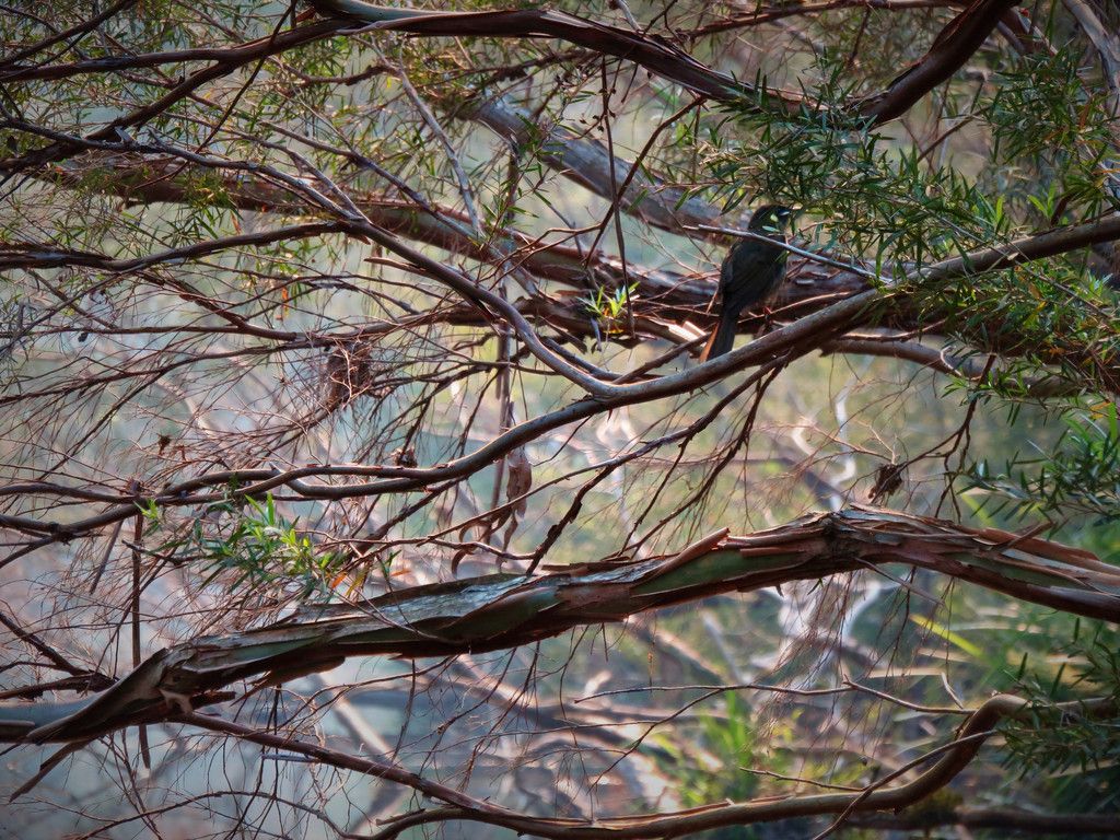 438 Upper Rollands Plains Rd, ROLLANDS PLAINS NSW 2441