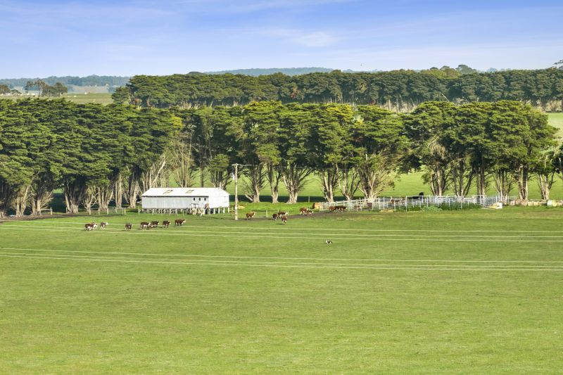 250 Collyers Road, Warncoort, VIC, Warncoort - Thumbnail 7