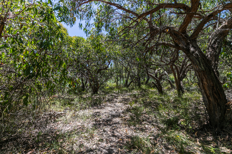 49 Boyd Avenue MOGGS CREEK VIC, Moggs Creek - Thumbnail 4