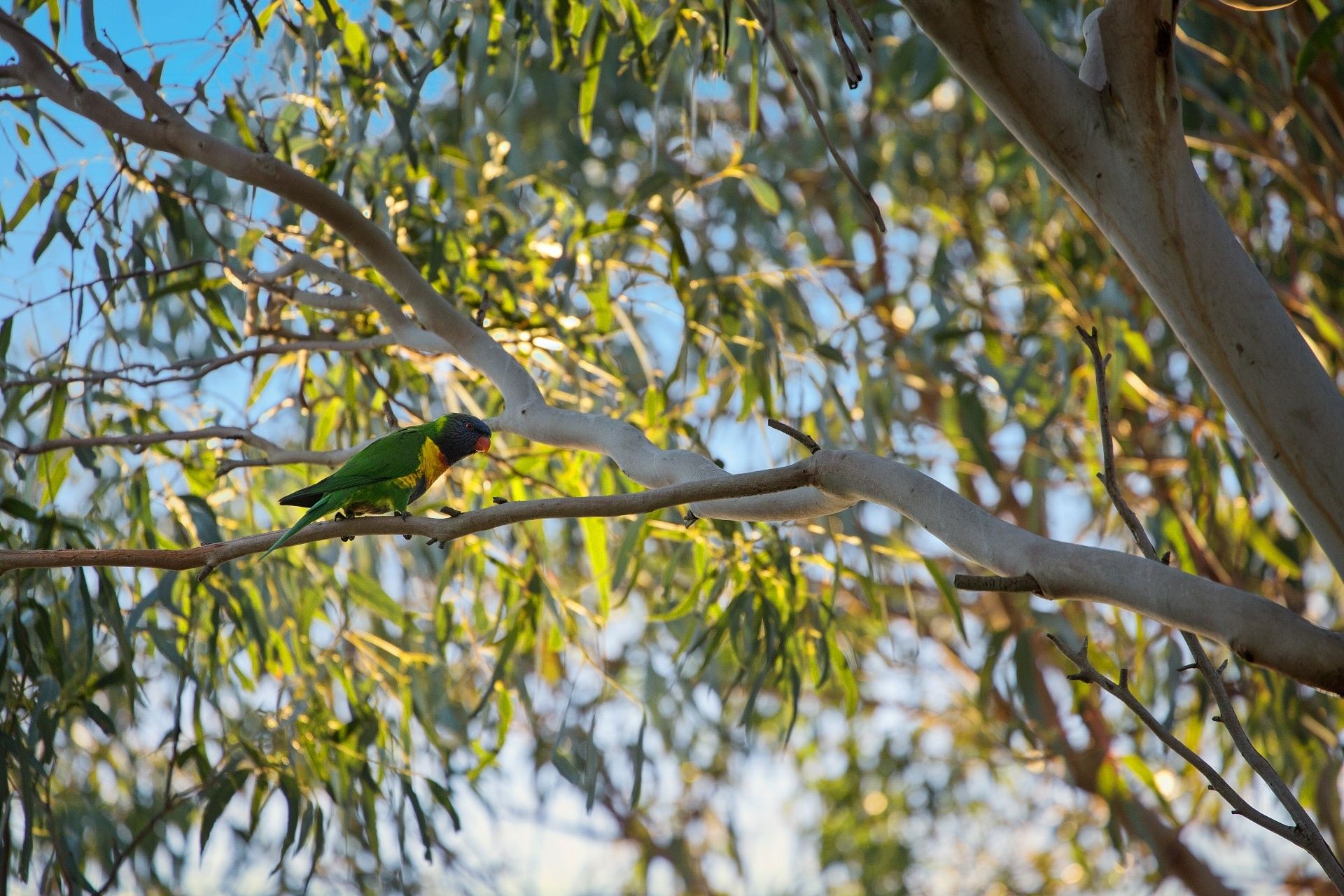 255 Swan Bay Road Wallington VIC, Wallington - Thumbnail 5