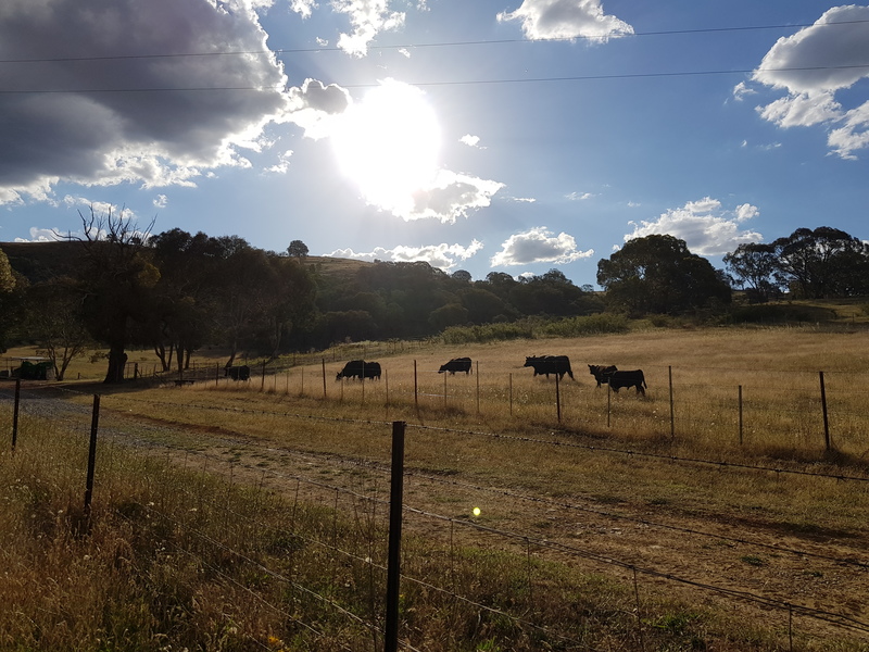 222 Battery Crossing Rd, REIDS FLAT, NSW, 2586 Rural buyMyplace