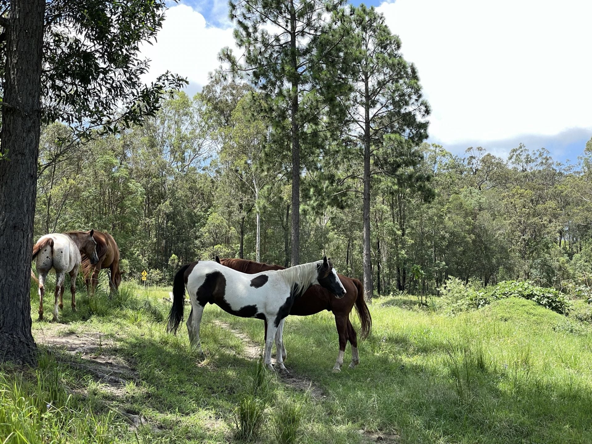 385 Raynbird Road Narangba QLD, Narangba - Thumbnail 7