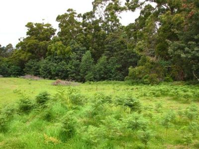 20 Blackwood Lane, DEVONPORT, Devonport - Thumbnail 3