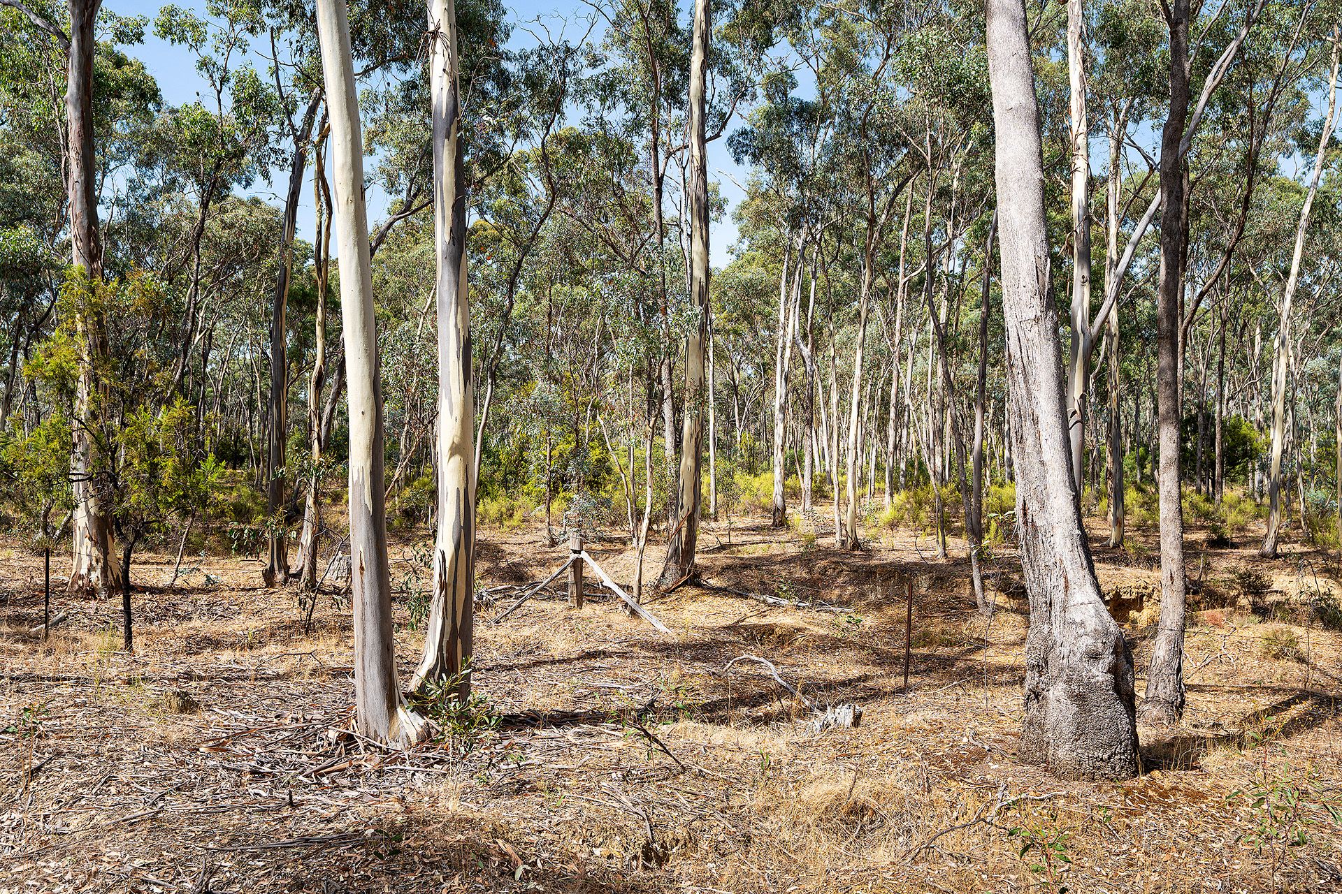 90 Fryers Road, Campbells Creek - Thumbnail 3