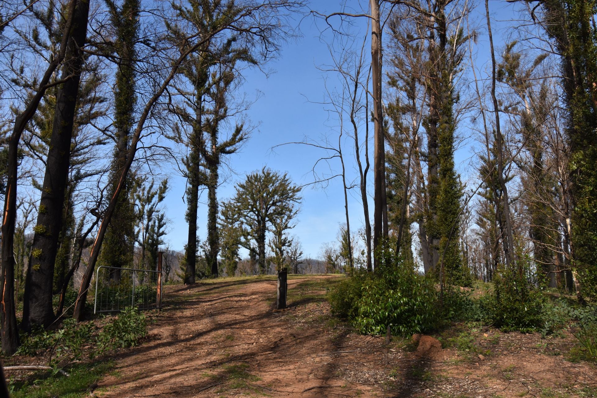 97 Welshs Road, Wandella, Wandella - Thumbnail 3