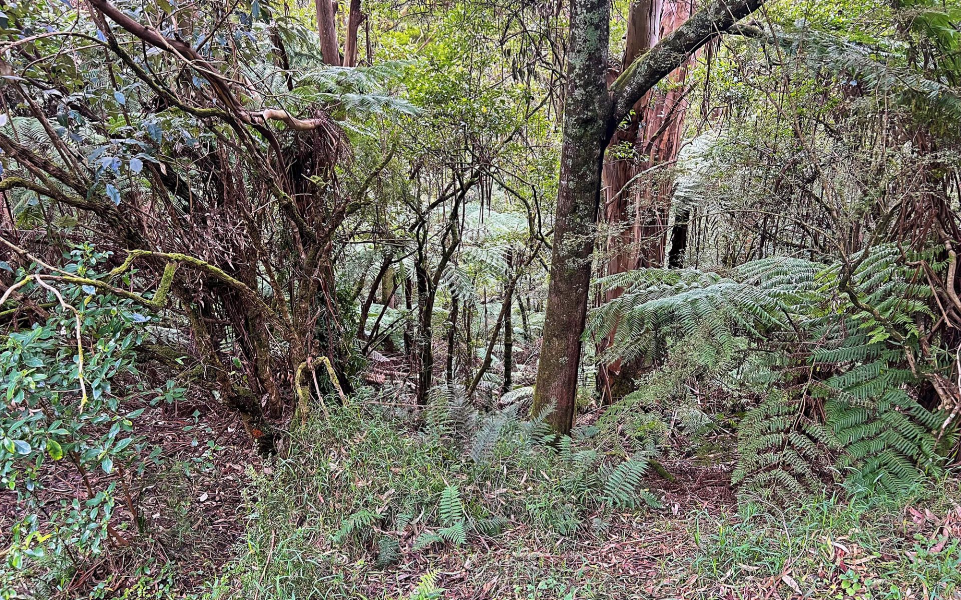 lot 1/56-58 Broughtons Access, Skenes Creek North - Thumbnail 5