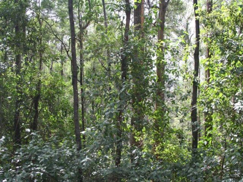 52 Gunbower Road, Bowen Mountain - Thumbnail 4