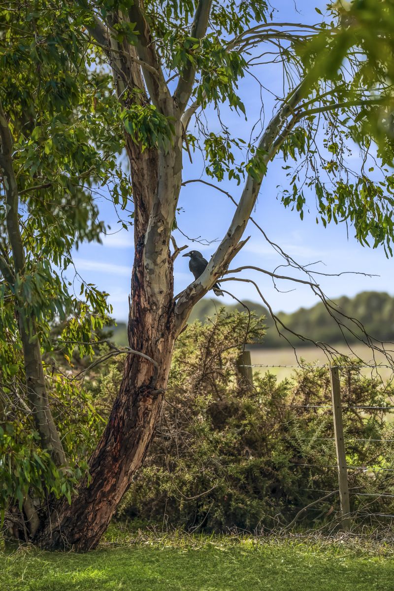 36 Pienza Way, Leopold VIC 3224