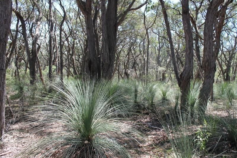 Lot 3/520 Hordern Vale Road, Cape Otway - Thumbnail 8