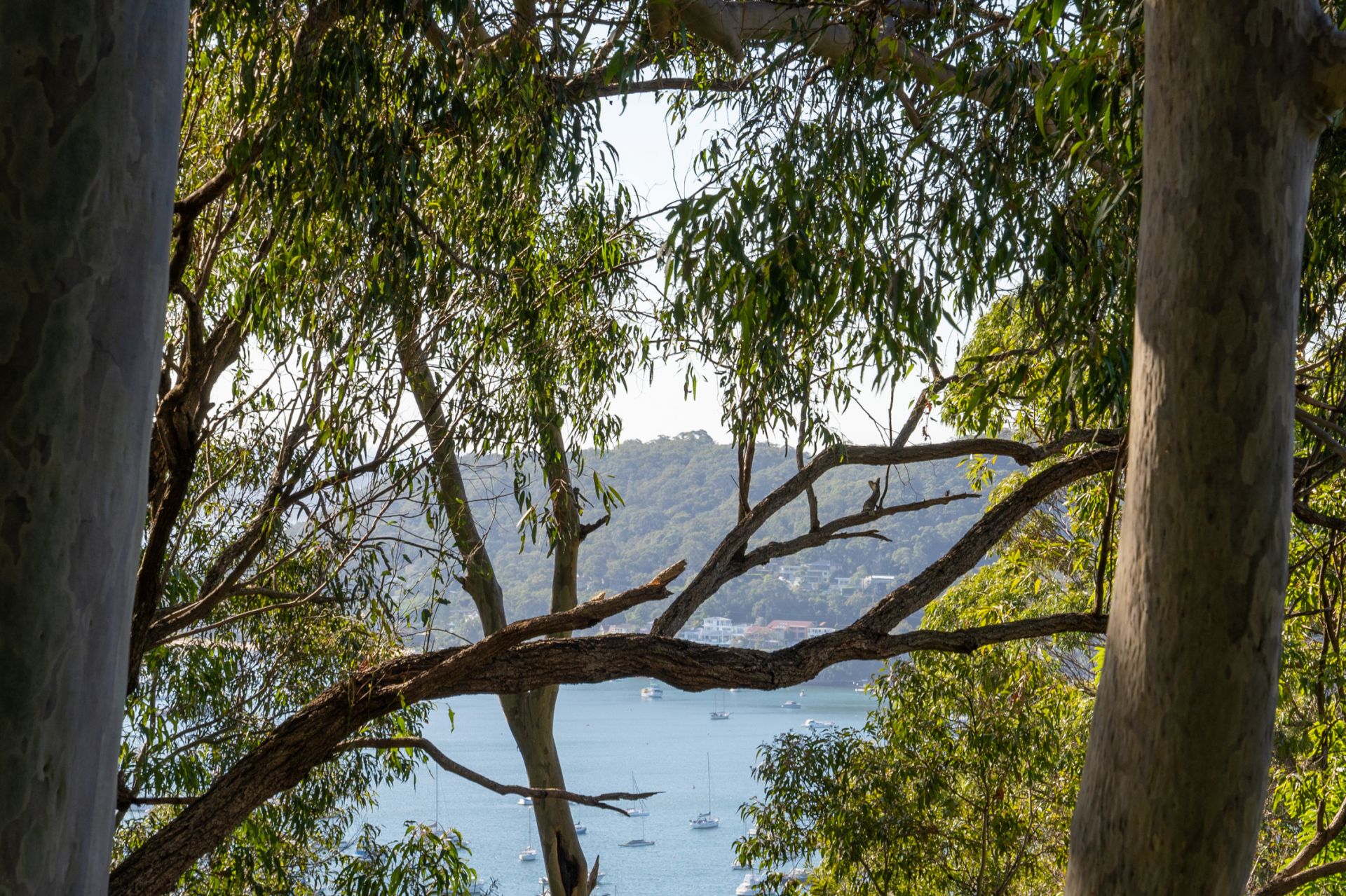 13 Wandearah Avenue Avalon Beach NSW, Avalon Beach - Thumbnail 8
