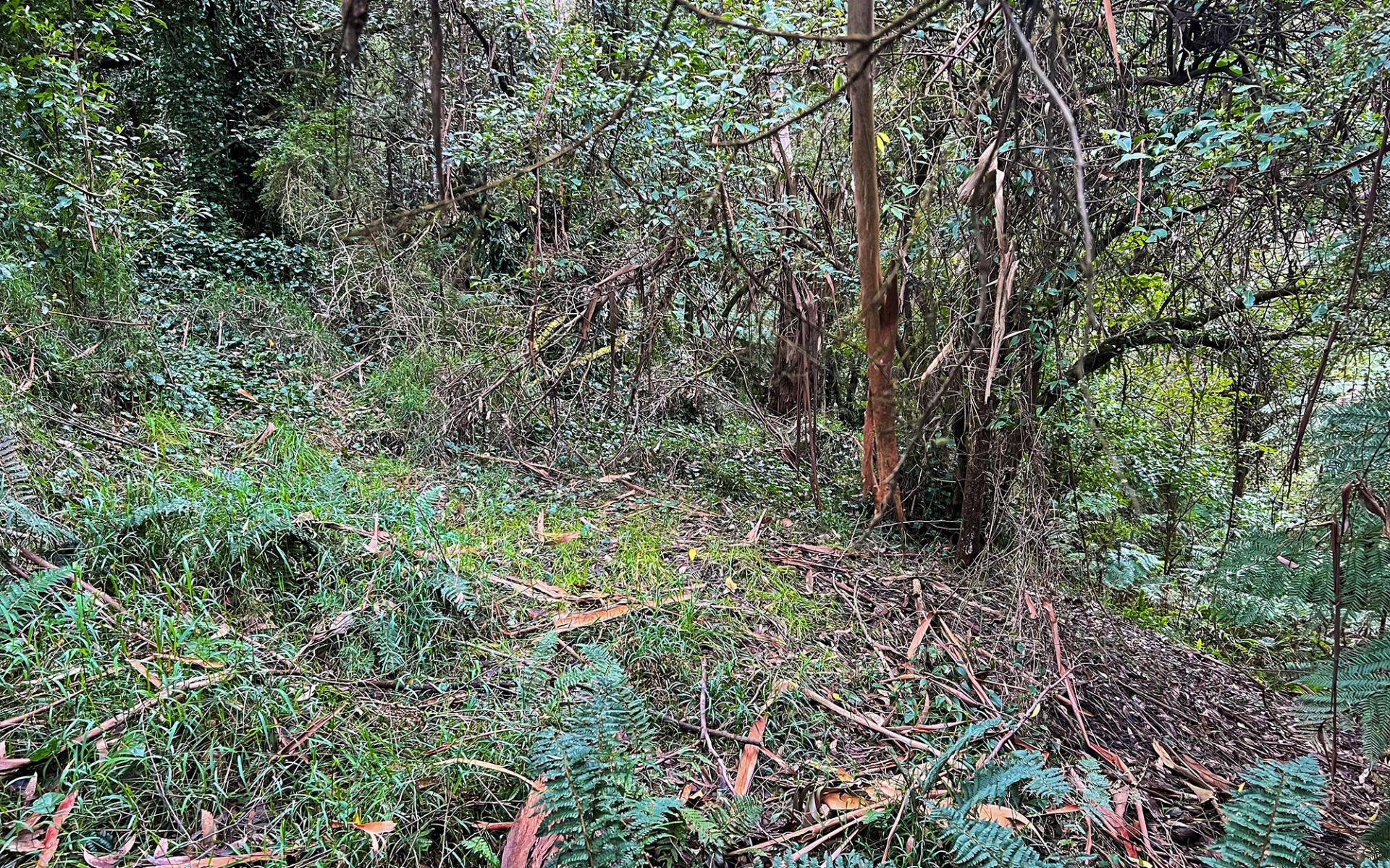 lot 1/56-58 Broughtons Access, Skenes Creek North - Thumbnail 6