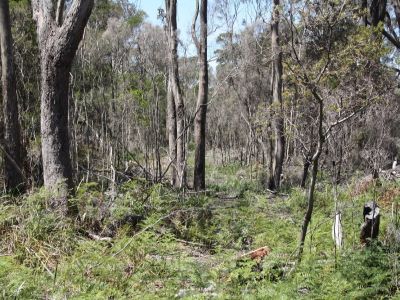 Lot 12 Port Sorell Main Road, PORT SORELL, Port Sorell - Thumbnail 2