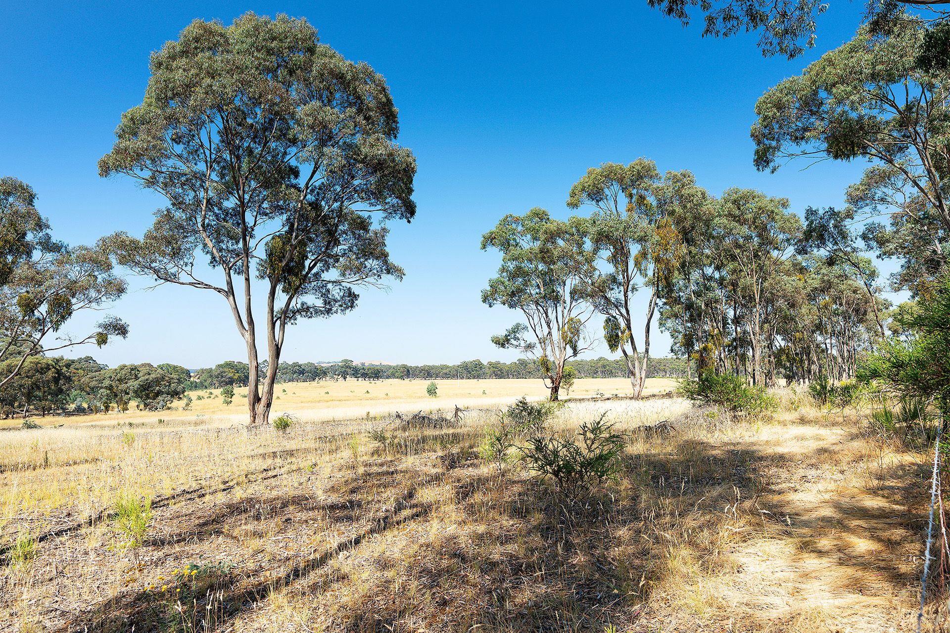 20 Ross Drive, Castlemaine - Thumbnail 3