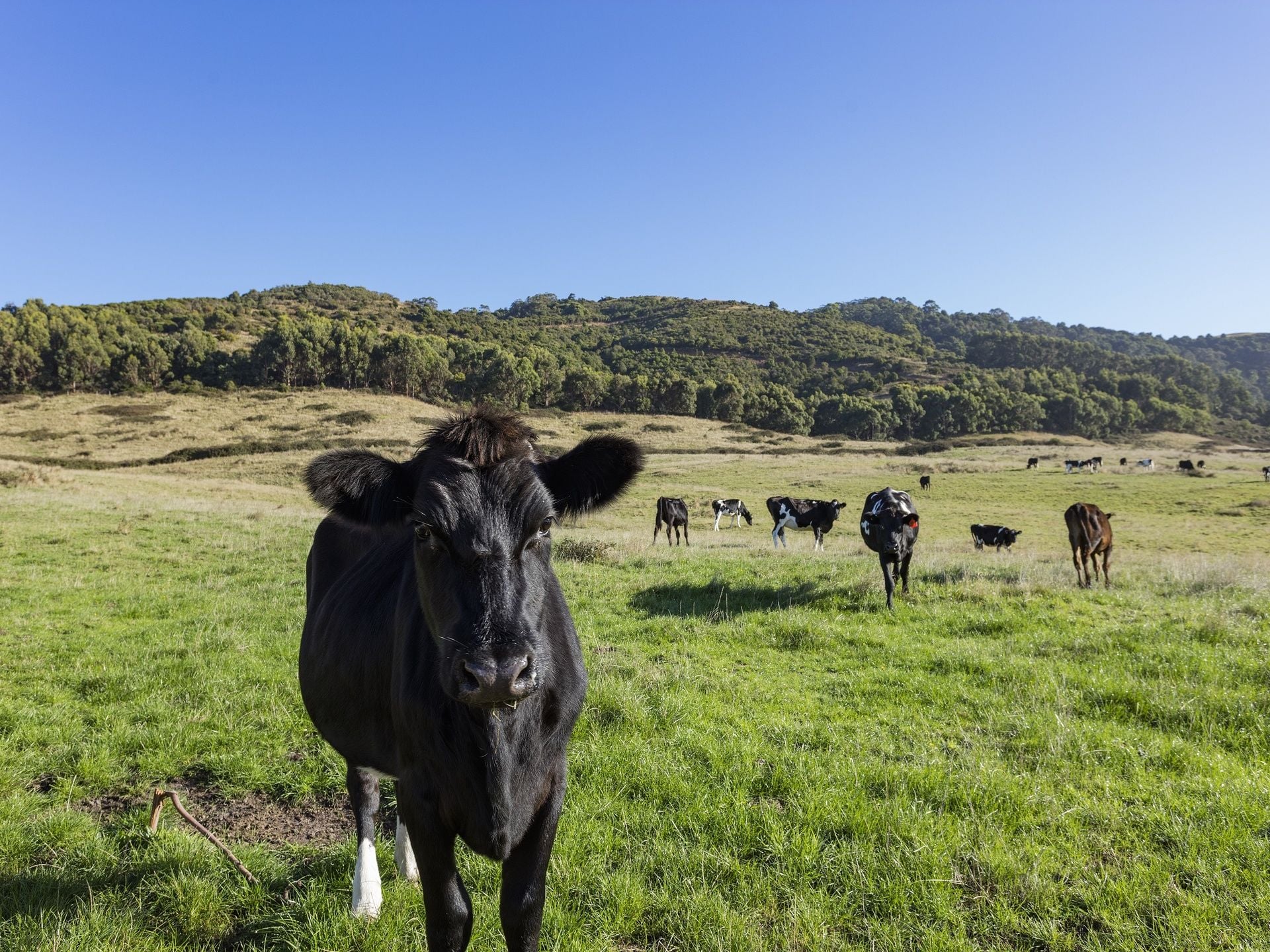 49 Seeberg Court, Apollo Bay - Thumbnail 5