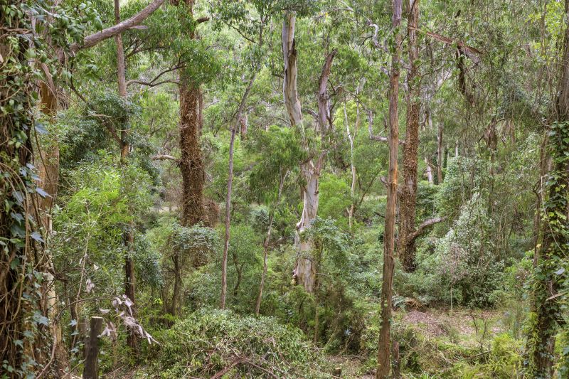 10 Richardson Boulevard, Lorne, VIC, Lorne - Thumbnail 8