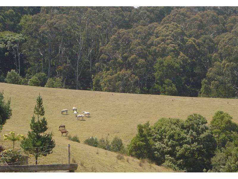 55 Old Coach Road (Yuulong) APOLLO BAY VIC, Apollo Bay - Thumbnail 8