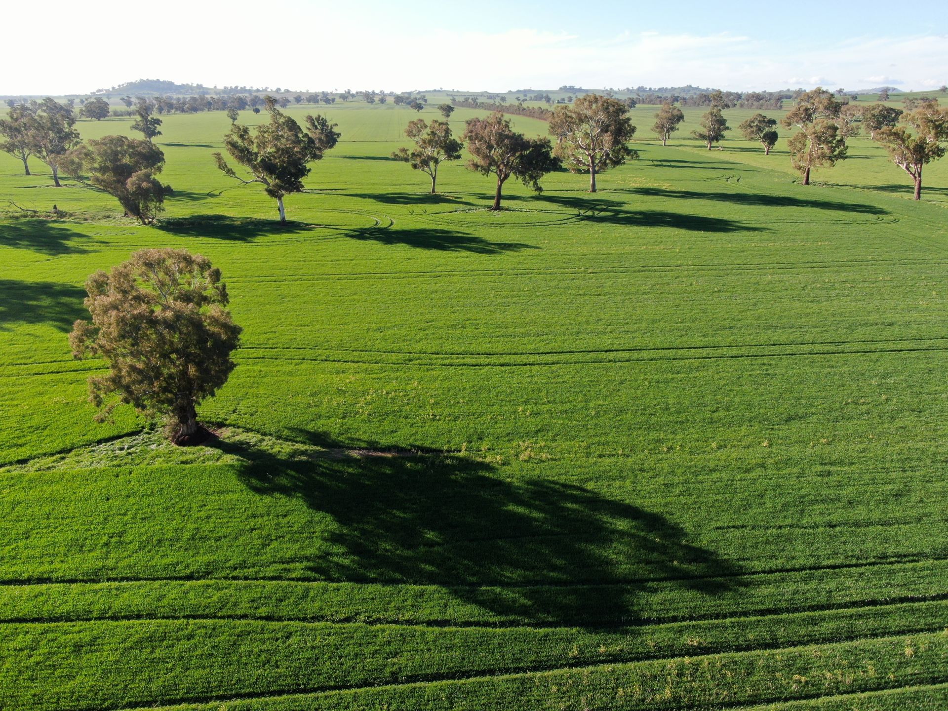 Olympic Highway, Culcairn, Culcairn - Thumbnail 5