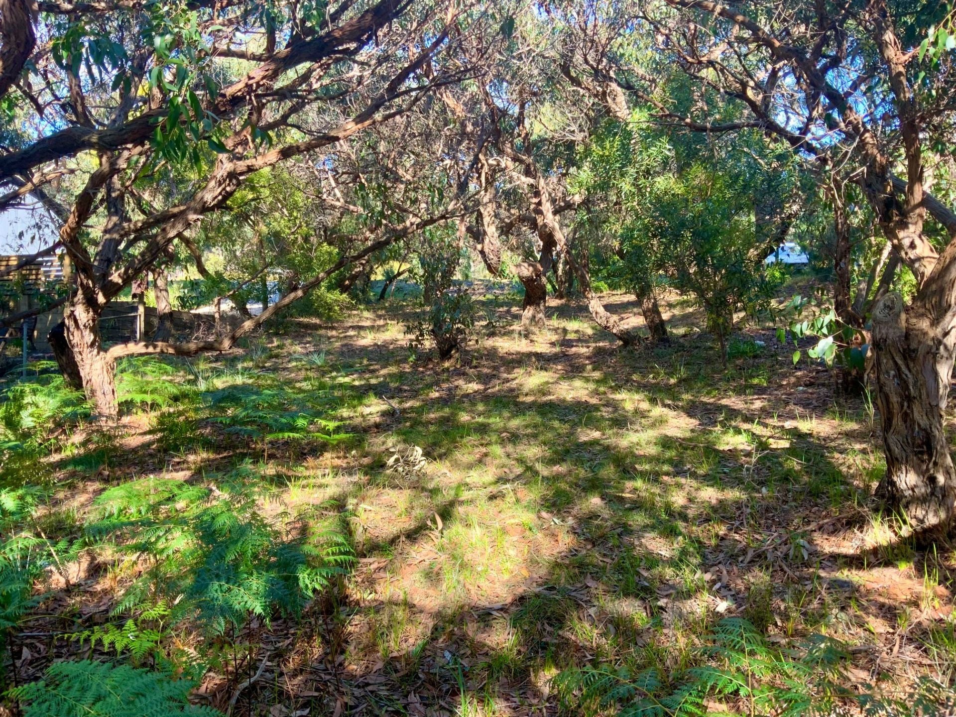 11a Yandanah Road, Fairhaven - Thumbnail 4
