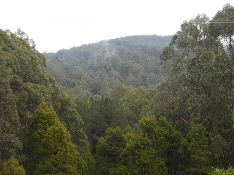 870 Forrest Apollo Bay Road, Barramunga, VIC, Barramunga - Thumbnail 3
