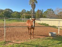 An ideal property for the horse enthusiast