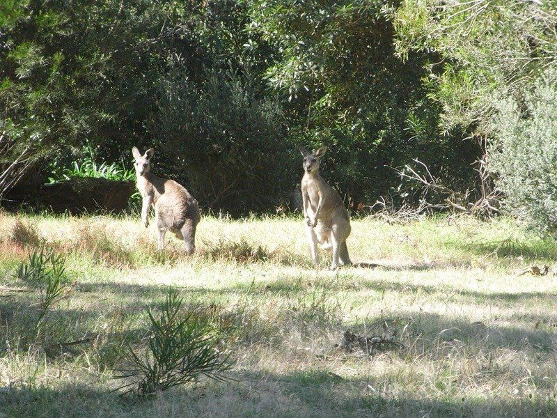 Lot 2/5 Foster Street, Anglesea, VIC, Anglesea - Thumbnail 5
