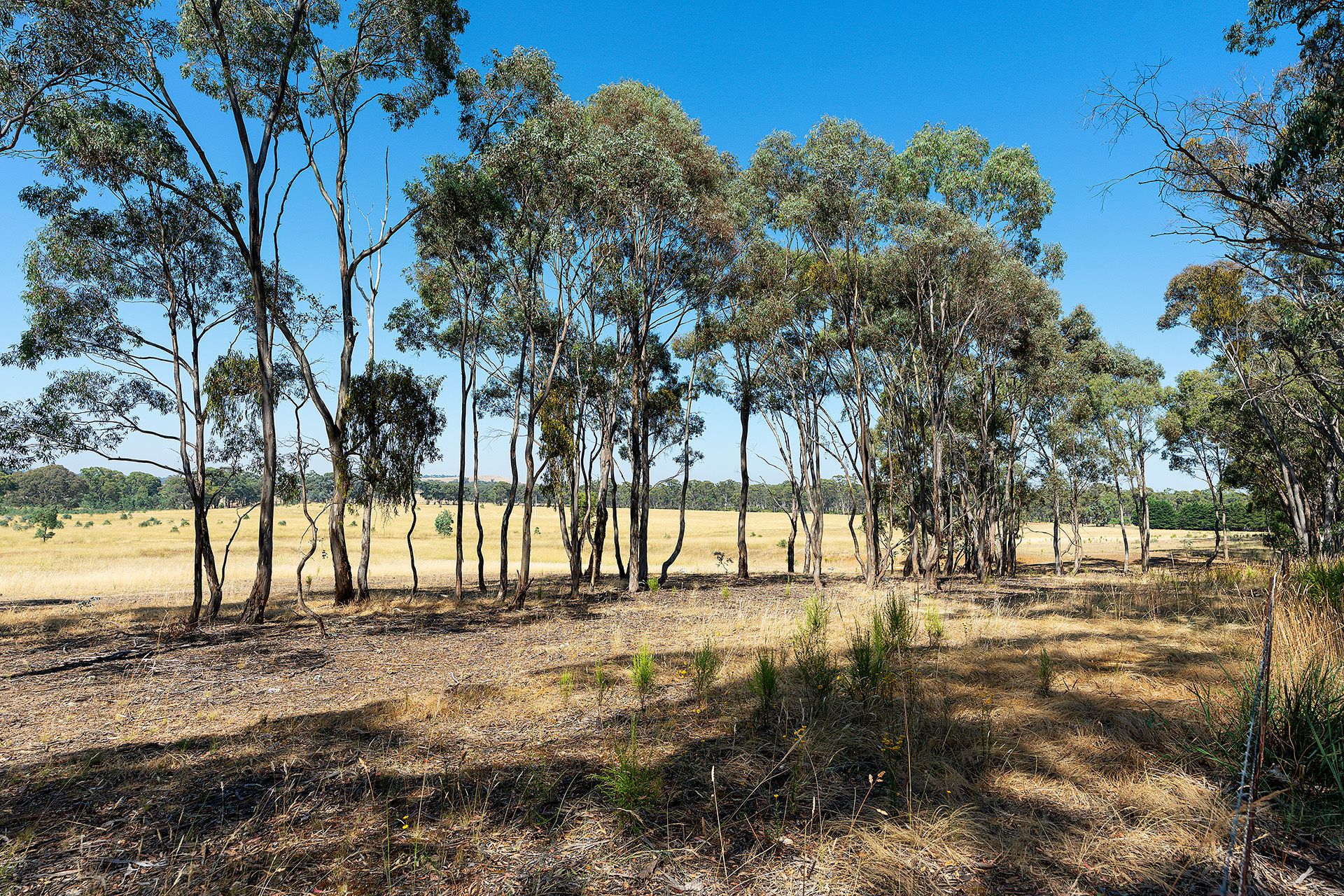 20 Ross Drive, Castlemaine - Thumbnail 3