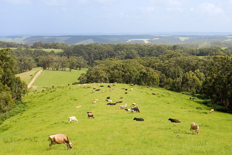 50 Parkers Access Road, Moonlight Head (Yuulong), Apollo Bay, VIC, Moonlight Head (Yuulong) - Thumbnail 8
