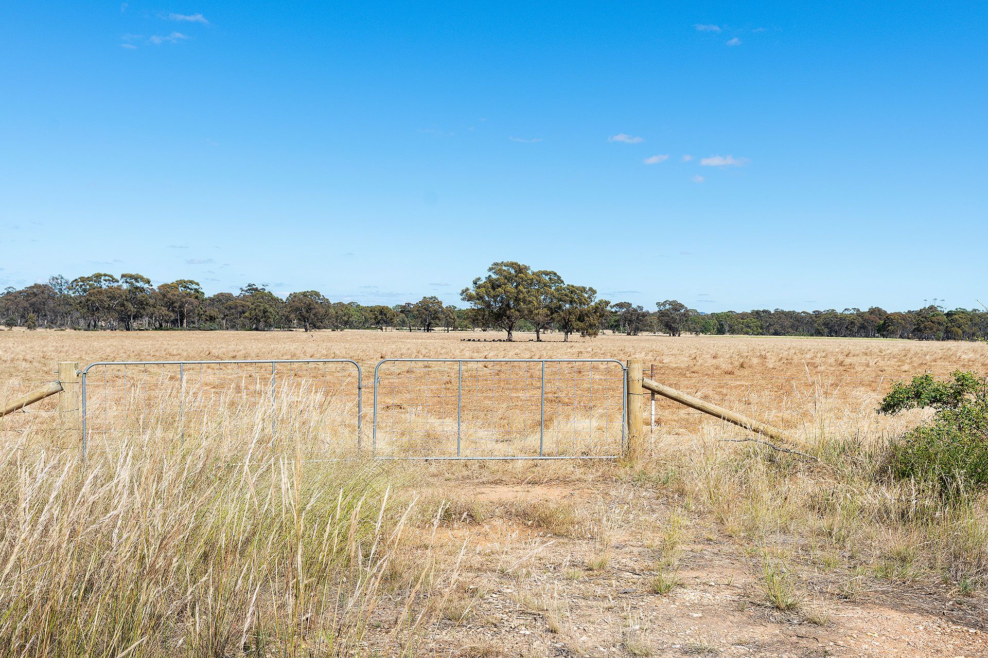 20 Ross Drive, Castlemaine - Thumbnail 3