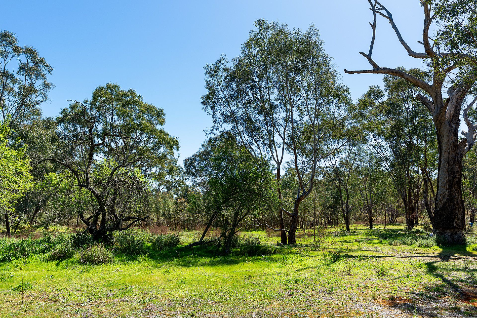 Lot 37E Mt. Camel - Graytown Road Redcastle, Redcastle - Thumbnail 5