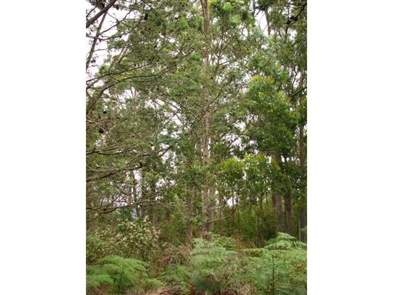 20 Blackwood Lane, SPREYTON, Spreyton - Thumbnail 5