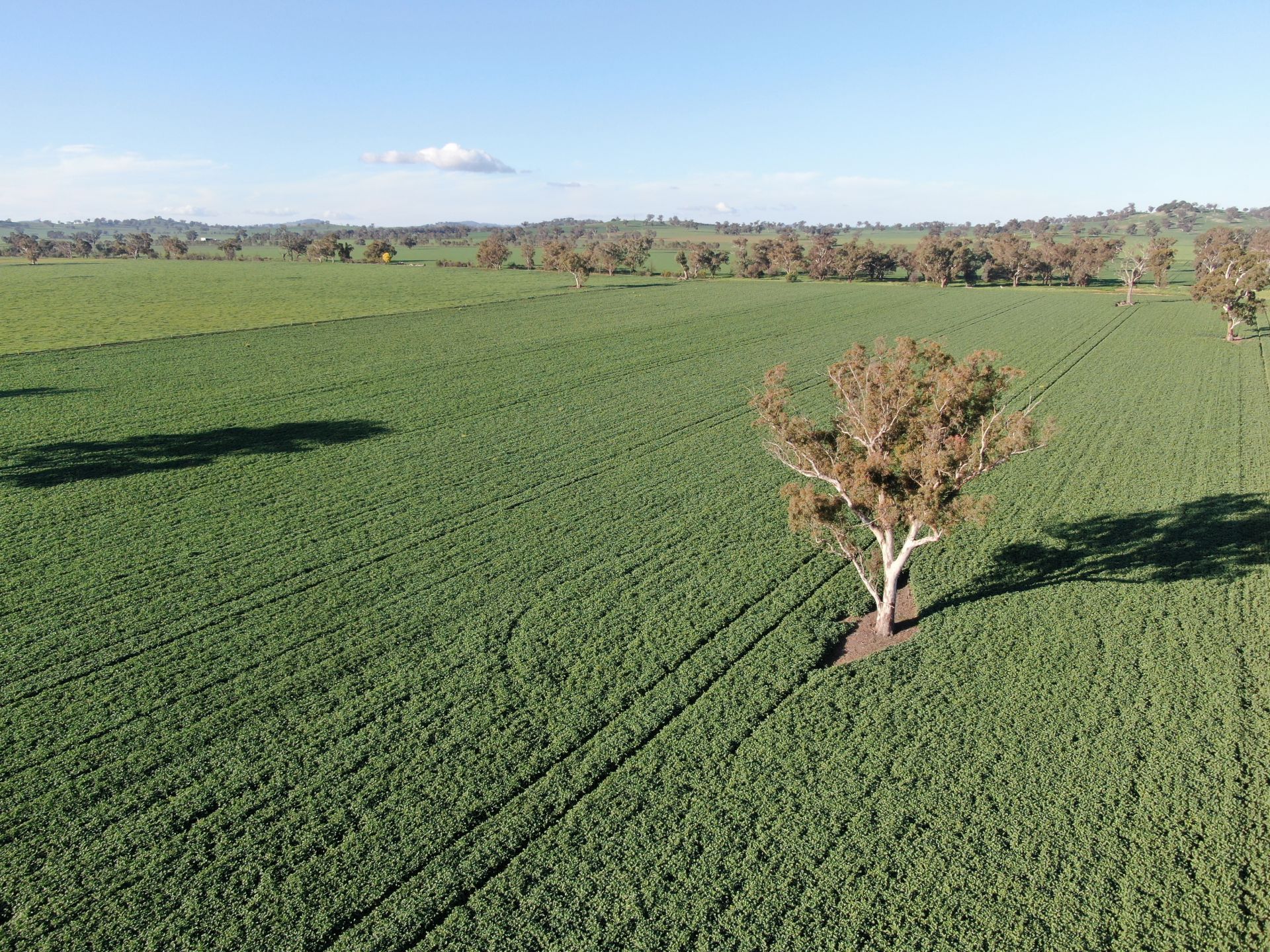 Olympic Highway, Culcairn, Culcairn - Thumbnail 4