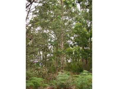 20 Blackwood Lane, DEVONPORT, Devonport - Thumbnail 5