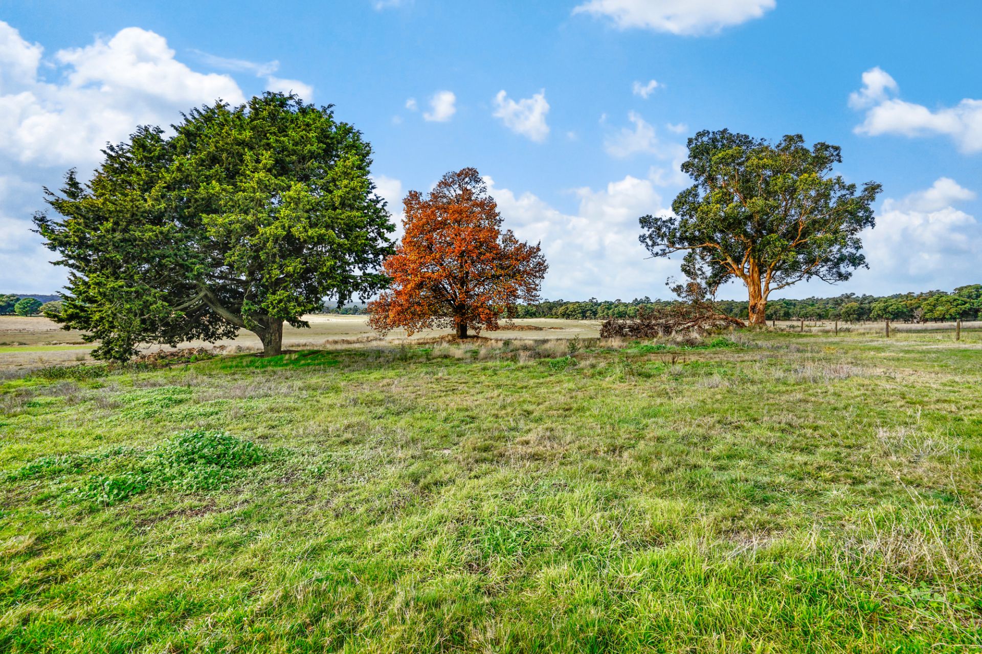 31 Kinglake Street Scarsdale VIC, Scarsdale - Thumbnail 2